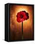 Amaryllis, Flower, Blossom, Still Life, Red-Axel Killian-Framed Stretched Canvas