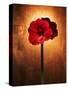 Amaryllis, Flower, Blossom, Still Life, Red-Axel Killian-Stretched Canvas