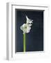 Amaryllis, Flower, Blossom, Still Life, White-Axel Killian-Framed Photographic Print