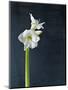 Amaryllis, Flower, Blossom, Still Life, White-Axel Killian-Mounted Photographic Print