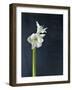 Amaryllis, Flower, Blossom, Still Life, White-Axel Killian-Framed Photographic Print