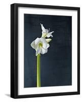 Amaryllis, Flower, Blossom, Still Life, White-Axel Killian-Framed Photographic Print