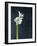 Amaryllis, Flower, Blossom, Still Life, White-Axel Killian-Framed Photographic Print