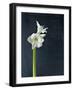 Amaryllis, Flower, Blossom, Still Life, White-Axel Killian-Framed Photographic Print