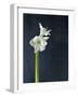 Amaryllis, Flower, Blossom, Still Life, White-Axel Killian-Framed Photographic Print