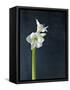 Amaryllis, Flower, Blossom, Still Life, White-Axel Killian-Framed Stretched Canvas