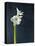 Amaryllis, Flower, Blossom, Still Life, White-Axel Killian-Stretched Canvas