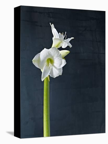 Amaryllis, Flower, Blossom, Still Life, White-Axel Killian-Stretched Canvas