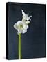 Amaryllis, Flower, Blossom, Still Life, White-Axel Killian-Stretched Canvas