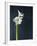 Amaryllis, Flower, Blossom, Still Life, White-Axel Killian-Framed Photographic Print