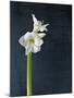 Amaryllis, Flower, Blossom, Still Life, White-Axel Killian-Mounted Photographic Print