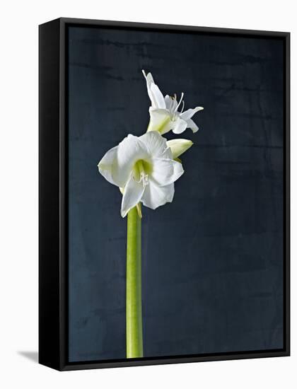 Amaryllis, Flower, Blossom, Still Life, White-Axel Killian-Framed Stretched Canvas