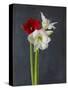 Amaryllis, Flowers, Blossoms, Still Life, Red, White, Black-Axel Killian-Stretched Canvas