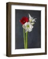 Amaryllis, Flowers, Blossoms, Still Life, Red, White, Black-Axel Killian-Framed Photographic Print