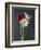 Amaryllis, Flowers, Blossoms, Still Life, Red, White, Black-Axel Killian-Framed Photographic Print