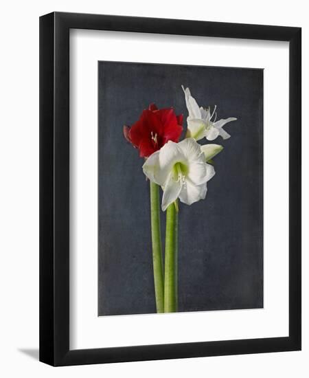 Amaryllis, Flowers, Blossoms, Still Life, Red, White, Black-Axel Killian-Framed Photographic Print