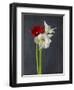 Amaryllis, Flowers, Blossoms, Still Life, Red, White, Black-Axel Killian-Framed Photographic Print