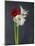 Amaryllis, Flowers, Blossoms, Still Life, Red, White, Black-Axel Killian-Mounted Photographic Print