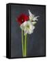 Amaryllis, Flowers, Blossoms, Still Life, Red, White, Black-Axel Killian-Framed Stretched Canvas