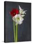 Amaryllis, Flowers, Blossoms, Still Life, Red, White, Black-Axel Killian-Stretched Canvas