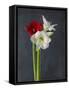 Amaryllis, Flowers, Blossoms, Still Life, Red, White, Black-Axel Killian-Framed Stretched Canvas