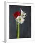 Amaryllis, Flowers, Blossoms, Still Life, Red, White, Black-Axel Killian-Framed Photographic Print