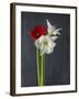 Amaryllis, Flowers, Blossoms, Still Life, Red, White, Black-Axel Killian-Framed Photographic Print