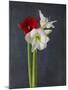 Amaryllis, Flowers, Blossoms, Still Life, Red, White, Black-Axel Killian-Mounted Photographic Print