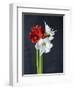 Amaryllis, Flowers, Blossoms, Still Life, Red, White, Black-Axel Killian-Framed Photographic Print