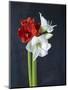 Amaryllis, Flowers, Blossoms, Still Life, Red, White, Black-Axel Killian-Mounted Photographic Print