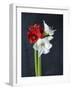 Amaryllis, Flowers, Blossoms, Still Life, Red, White, Black-Axel Killian-Framed Photographic Print