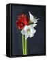 Amaryllis, Flowers, Blossoms, Still Life, Red, White, Black-Axel Killian-Framed Stretched Canvas