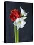Amaryllis, Flowers, Blossoms, Still Life, Red, White, Black-Axel Killian-Stretched Canvas