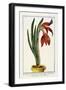 Amaryllis Formosa, 1772-1784-null-Framed Giclee Print