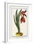 Amaryllis Formosa, 1772-1784-null-Framed Giclee Print