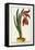 Amaryllis Formosa, 1772-1784-null-Framed Stretched Canvas