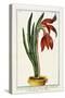 Amaryllis Formosa, 1772-1784-null-Stretched Canvas