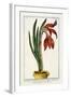 Amaryllis Formosa, 1772-1784-null-Framed Giclee Print