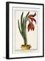 Amaryllis Formosa, 1772-1784-null-Framed Giclee Print