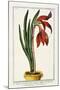 Amaryllis Formosa, 1772-1784-null-Mounted Giclee Print