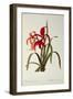 Amaryllis Formosissima, 1808, from 'Les Liliacees' by Pierre Redoute, 8 Volumes, Published 1805-16-Pierre-Joseph Redouté-Framed Giclee Print