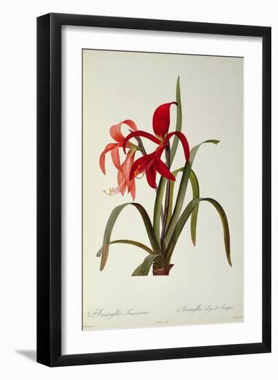 Amaryllis Formosissima, 1808, from 'Les Liliacees' by Pierre Redoute, 8 Volumes, Published 1805-16-Pierre-Joseph Redouté-Framed Giclee Print