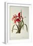 Amaryllis Formosissima, 1808, from 'Les Liliacees' by Pierre Redoute, 8 Volumes, Published 1805-16-Pierre-Joseph Redouté-Framed Giclee Print