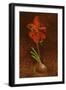 Amaryllis Formosissima, 1808-Philipp Otto Runge-Framed Premium Giclee Print