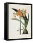 Amaryllis Fulgida (Striped-Tubed Amaryllis), 1831-1834-Robert The Younger Havell-Framed Stretched Canvas