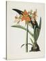 Amaryllis Fulgida (Striped-Tubed Amaryllis), 1831-1834-Robert The Younger Havell-Stretched Canvas