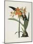 Amaryllis Fulgida (Striped-Tubed Amaryllis), 1831-1834-Robert The Younger Havell-Mounted Giclee Print