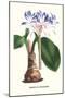 Amaryllis Hyacinthin-Louis Van Houtte-Mounted Art Print