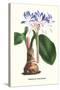 Amaryllis Hyacinthin-Louis Van Houtte-Stretched Canvas