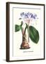 Amaryllis Hyacinthin-Louis Van Houtte-Framed Art Print